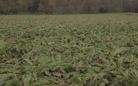 Buy Horseradish | English Horseradish Root | Freshly Grated Horseradish and Beetroot | Freshly Grated Horseradish No Additives