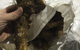 Buy Horseradish | English Horseradish Root | Freshly Grated Horseradish and Beetroot | Freshly Grated Horseradish No Additives