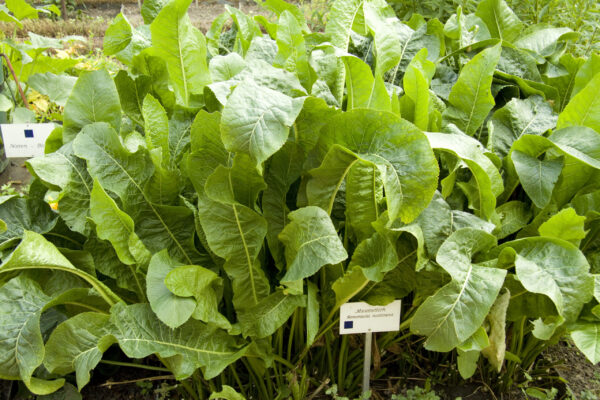 Buy Horseradish | English Horseradish Root | Freshly Grated Horseradish and Beetroot | Freshly Grated Horseradish No Additives