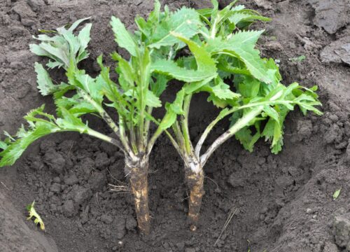 Buy Horseradish | English Horseradish Root | Freshly Grated Horseradish and Beetroot | Freshly Grated Horseradish No Additives